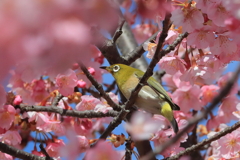 メジロと河津桜