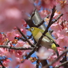 メジロと河津桜