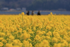 菜の花