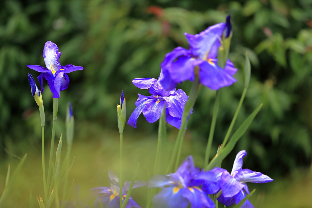花菖蒲