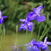 花菖蒲