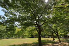 癒しの森