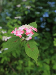 山紫陽花
