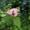 山紫陽花