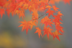 紅葉