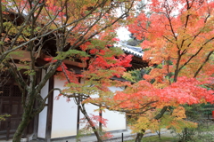 紅葉