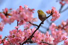 河津桜とメジロ