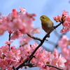 河津桜とメジロ