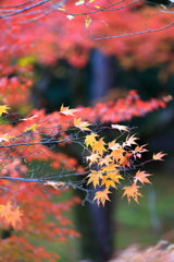 紅葉
