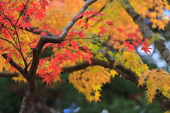 紅葉