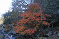鳴滝森林公園の紅葉