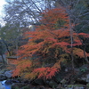 鳴滝森林公園の紅葉