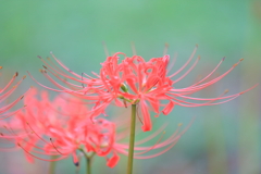 曼珠沙華