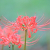 曼珠沙華