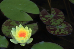 モネの睡蓮（大原美術館）