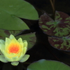 モネの睡蓮（大原美術館）