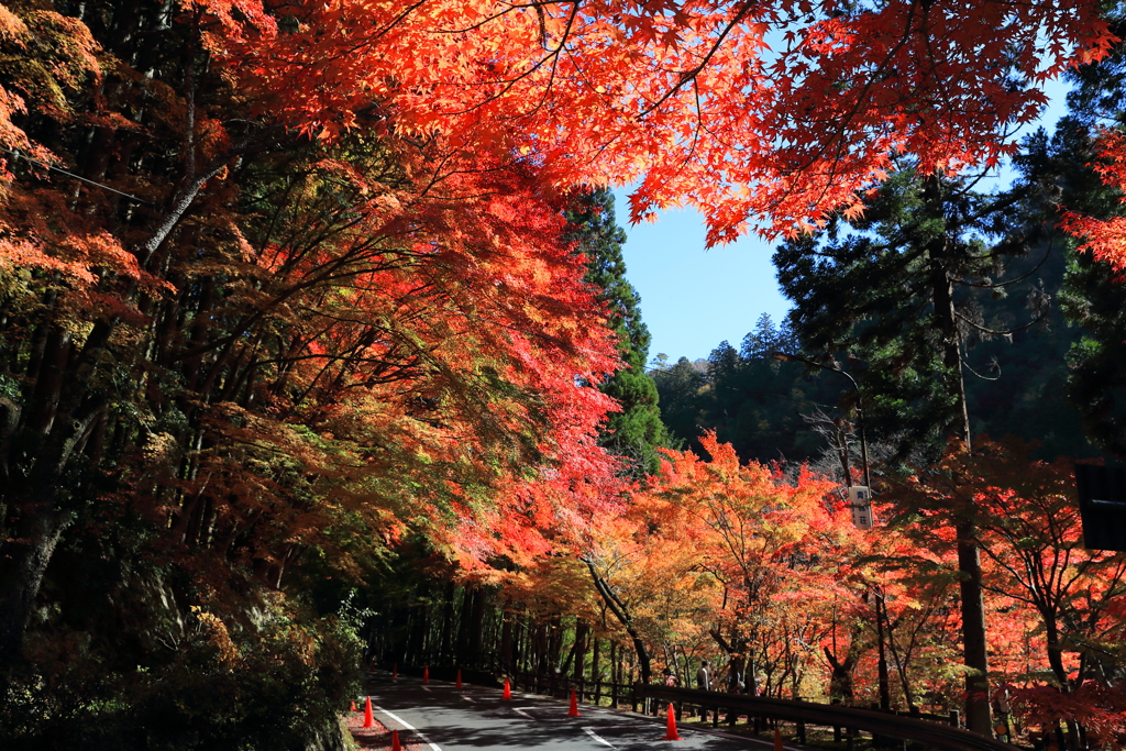 奥津渓の紅葉-2