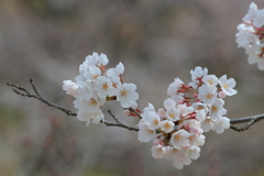 染井吉野