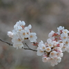染井吉野