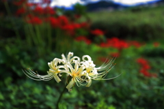 白曼殊沙華