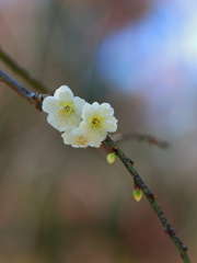 梅