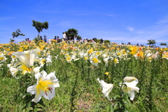 大坂舞洲ゆり園-3