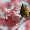 メジロと河津桜