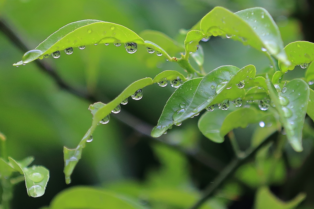 雨の雫