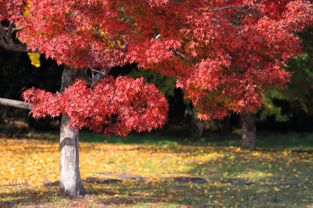 紅葉
