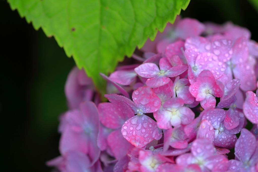 雨ぬ濡れた紫陽花