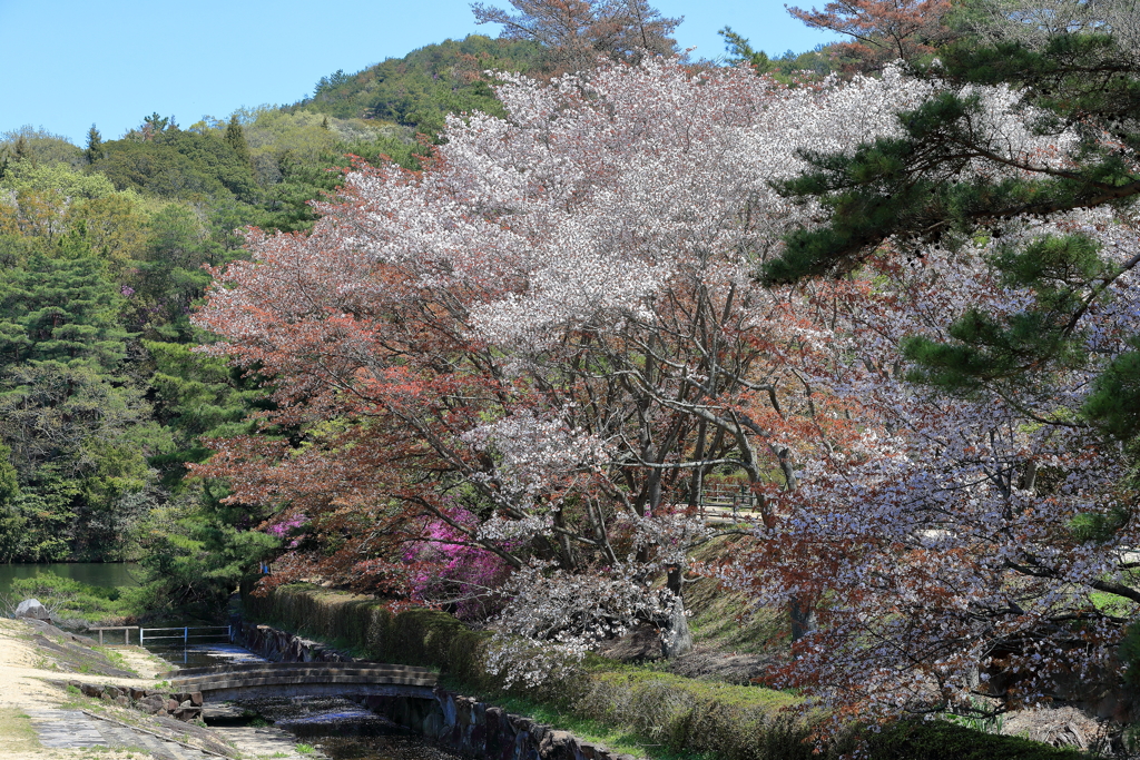 春の風景