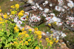 白梅と菜の花