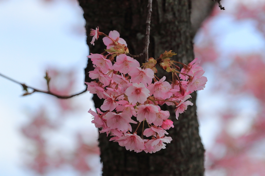 河津桜