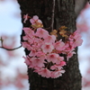 河津桜