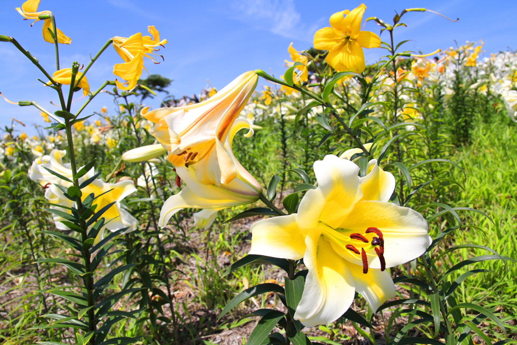 大坂舞洲ゆり園-2