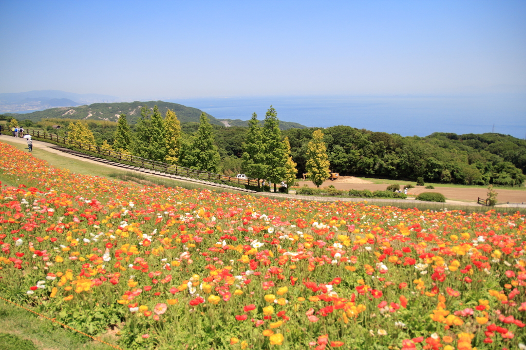 あわじ花さじき1