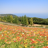 あわじ花さじき1