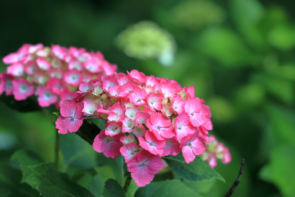 紫陽花