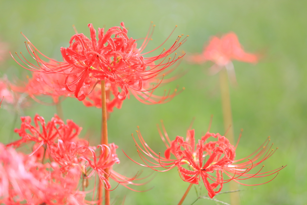 曼珠沙華