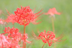 曼珠沙華