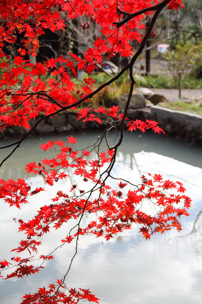 丹波篠山の紅葉5