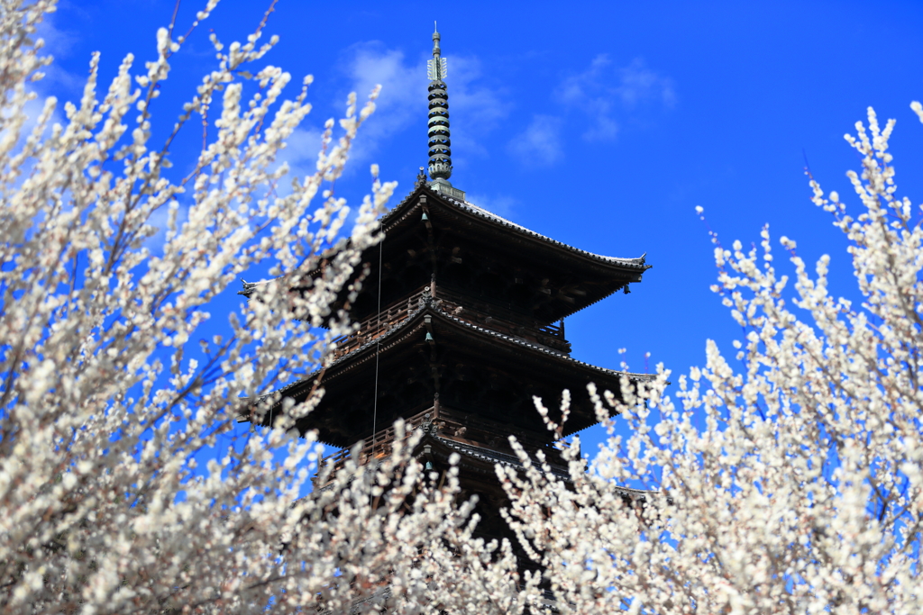備中国分寺と白梅