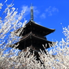 備中国分寺と白梅