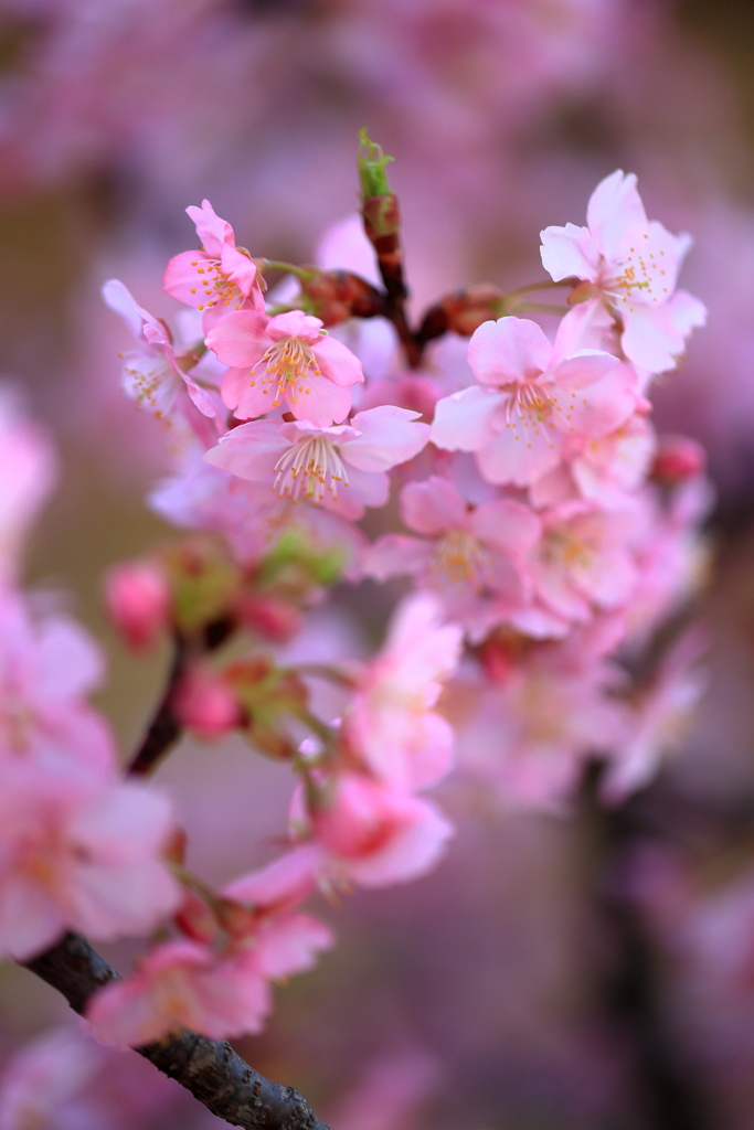 河津桜