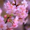 河津桜