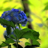 紫陽花