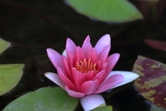 モネの睡蓮（大原美術館）