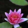 モネの睡蓮（大原美術館）