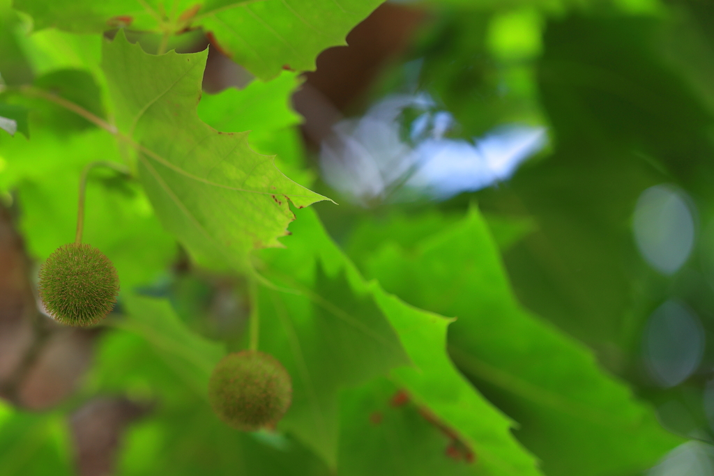 すずかけの実（プラタナス）