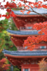 紅葉